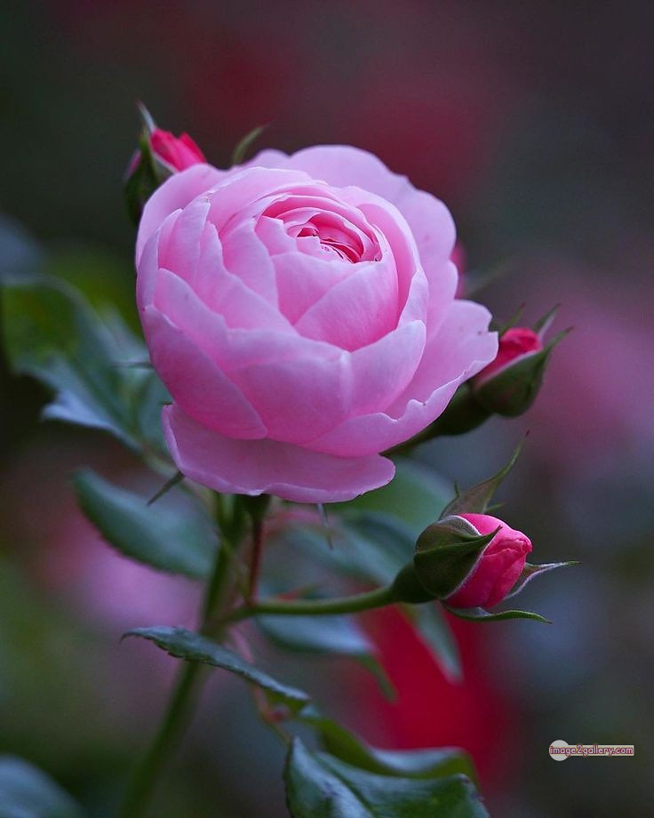 3300+ Beautiful Rose Flowers Image | Rose Flower HD Pic Download | 323 beautiful rose flower dp -(24)