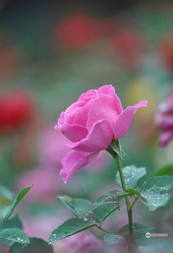 3300+ Beautiful Rose Flowers Image | Rose Flower HD Pic Download | 3155 beautiful rose flower dp -(25)