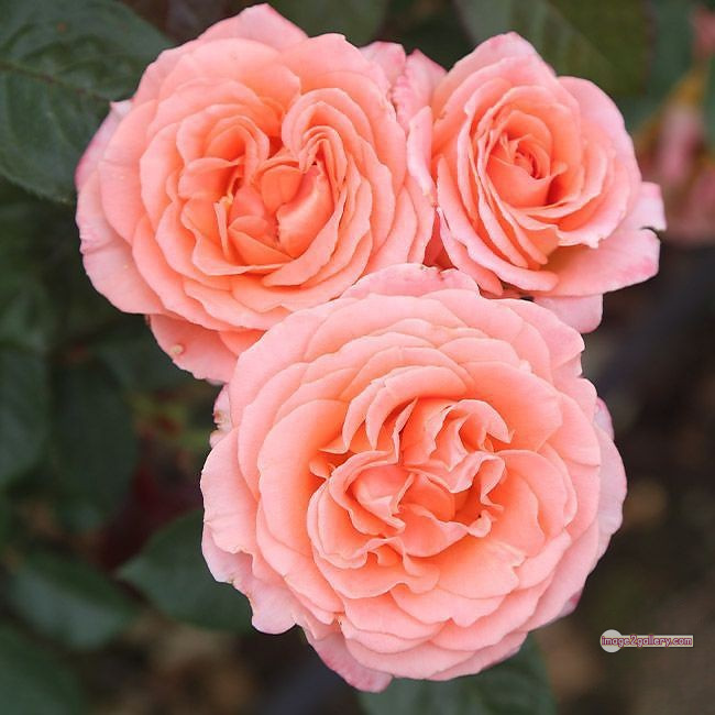 3300+ Beautiful Rose Flowers Image | Rose Flower HD Pic Download | 3140 beautiful rose flower dp 3 rose flower