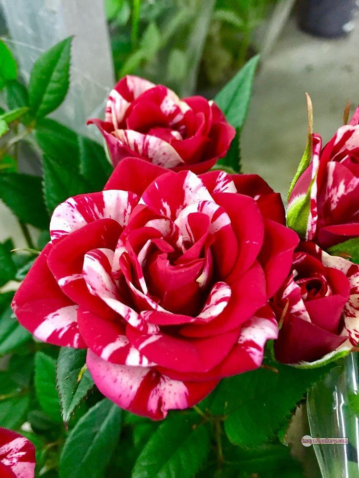 3300+ Beautiful Rose Flowers Image | Rose Flower HD Pic Download | 123 beautiful rose flower dp -(7)