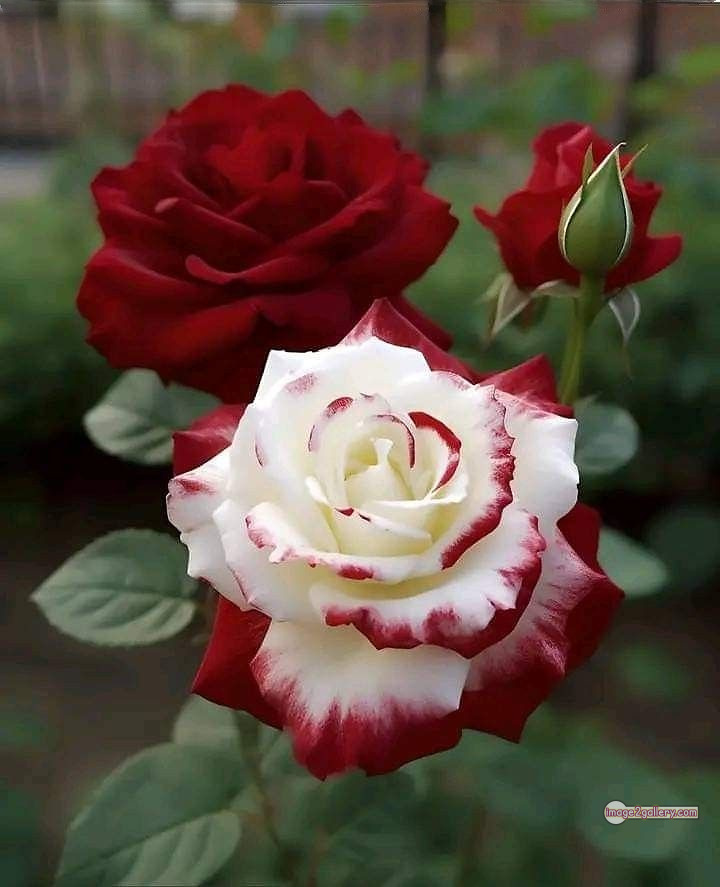 3300+ Beautiful Rose Flowers Image | Rose Flower HD Pic Download | 1379 beautiful rose flower dp -(8)