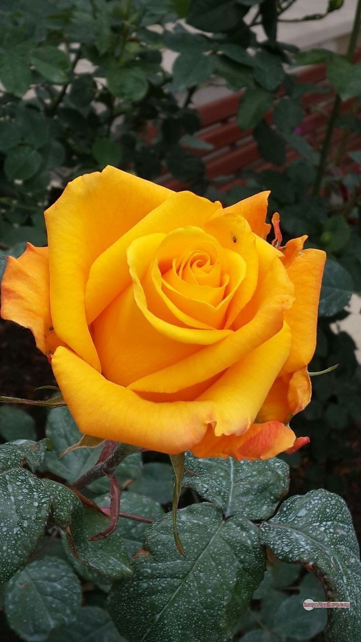 3300+ Beautiful Rose Flowers Image | Rose Flower HD Pic Download | 1421 beautiful yellow roses -