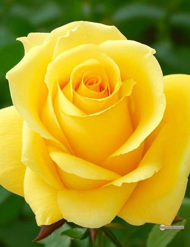 3300+ Beautiful Rose Flowers Image | Rose Flower HD Pic Download | 770 beautiful yellow roses -(1)