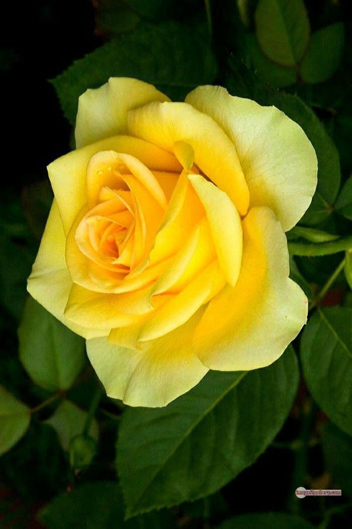 3300+ Beautiful Rose Flowers Image | Rose Flower HD Pic Download | 1272 beautiful yellow roses -(10)