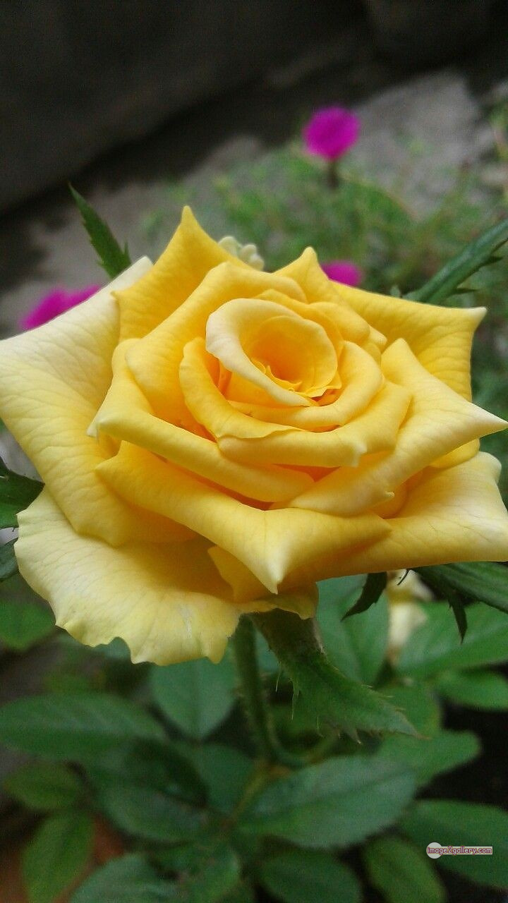 3300+ Beautiful Rose Flowers Image | Rose Flower HD Pic Download | 1317 beautiful yellow roses -(11)