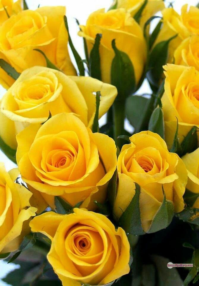 3300+ Beautiful Rose Flowers Image | Rose Flower HD Pic Download | 226 beautiful yellow roses -(13)