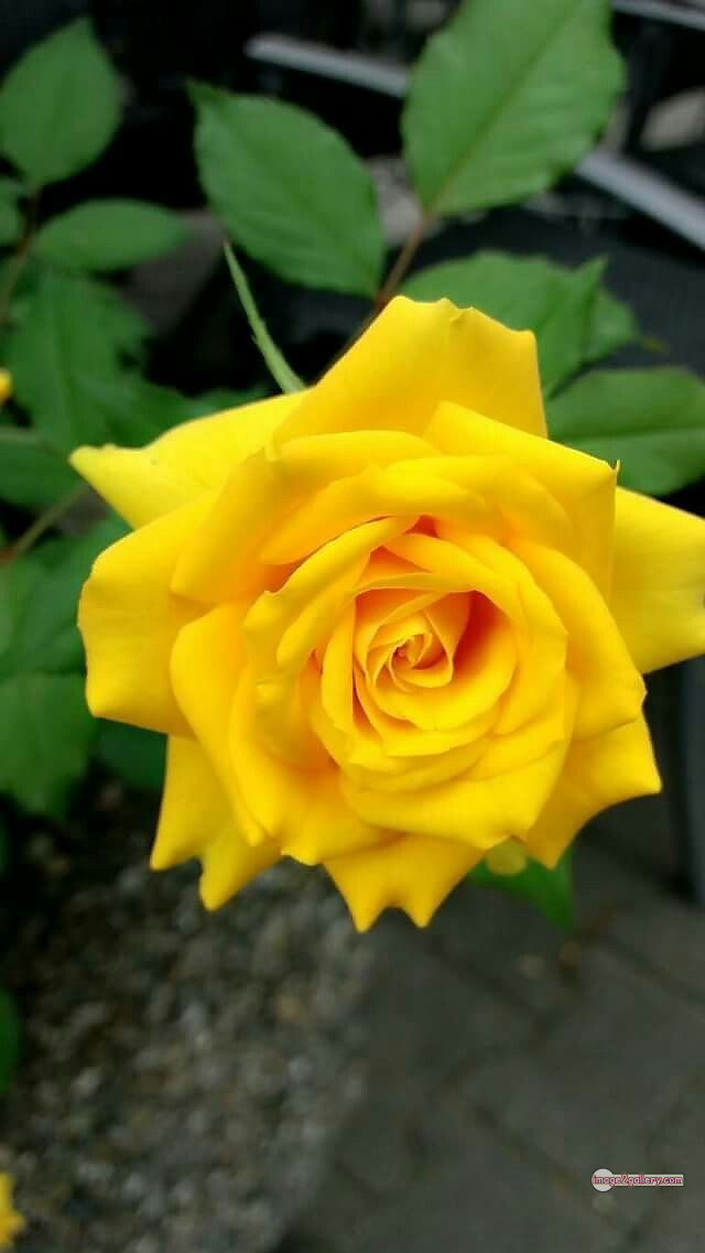 3300+ Beautiful Rose Flowers Image | Rose Flower HD Pic Download | 804 beautiful yellow roses -(14)
