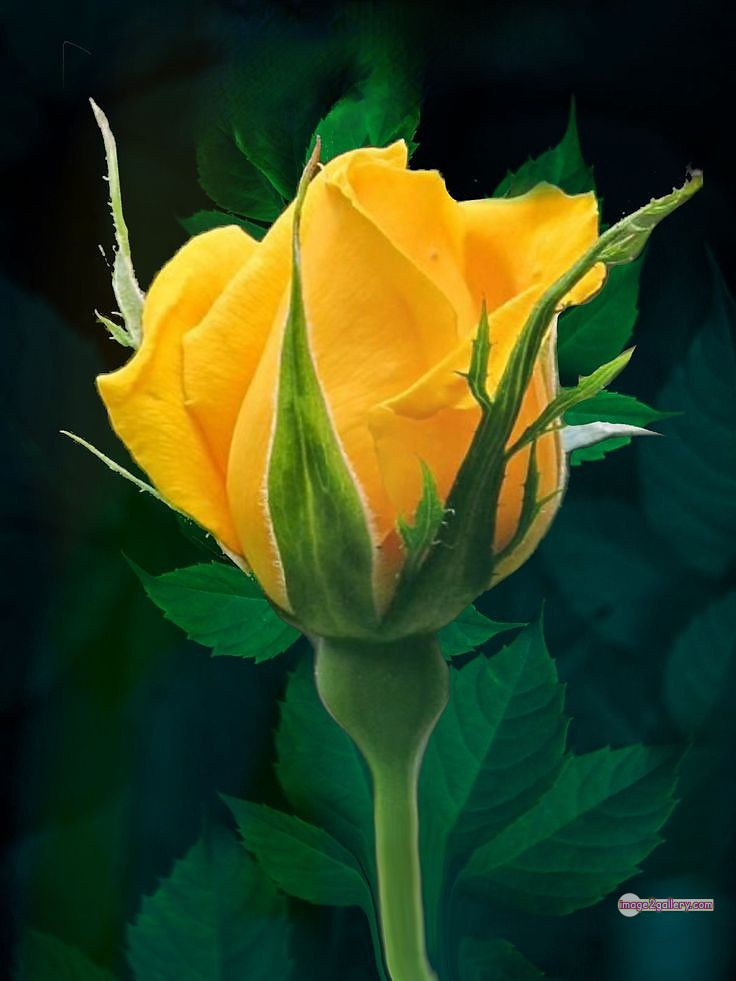 3300+ Beautiful Rose Flowers Image | Rose Flower HD Pic Download | 620 beautiful yellow roses -(15)