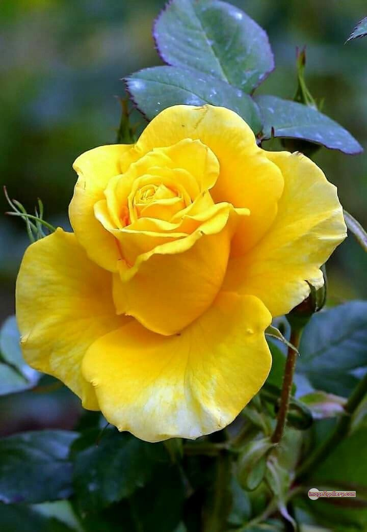 3300+ Beautiful Rose Flowers Image | Rose Flower HD Pic Download | 768 beautiful yellow roses -(16)
