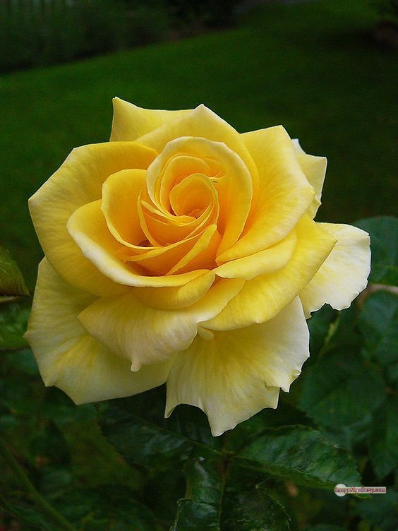 3300+ Beautiful Rose Flowers Image | Rose Flower HD Pic Download | 1451 beautiful yellow roses -(17)