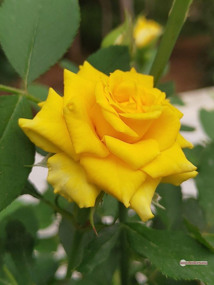 3300+ Beautiful Rose Flowers Image | Rose Flower HD Pic Download | 1467 beautiful yellow roses -(18)