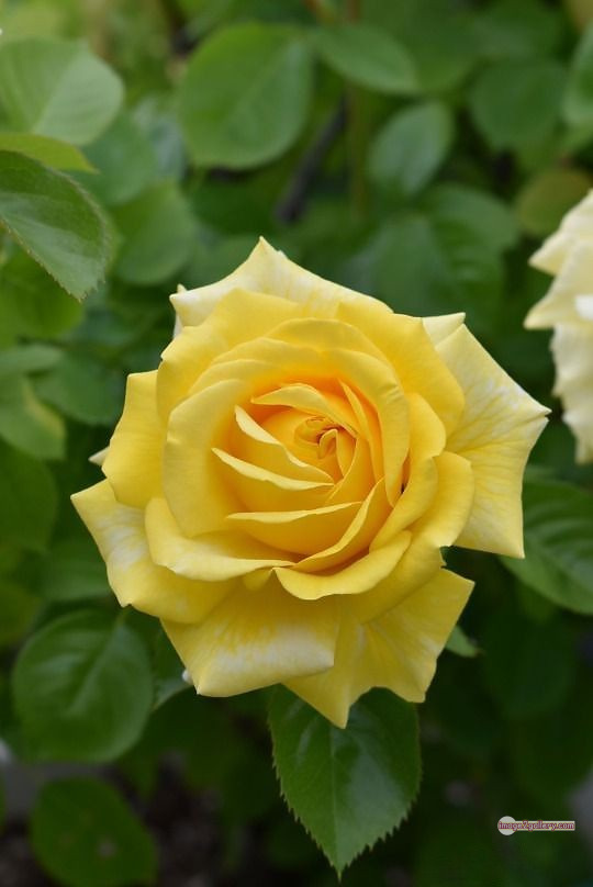 3300+ Beautiful Rose Flowers Image | Rose Flower HD Pic Download | 317 beautiful yellow roses -(19)