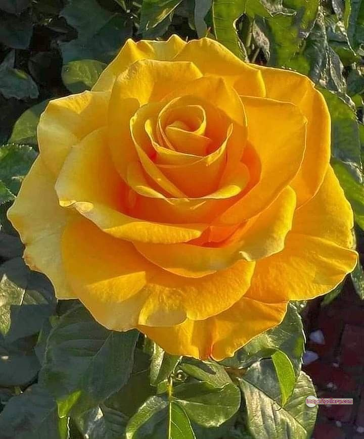 3300+ Beautiful Rose Flowers Image | Rose Flower HD Pic Download | 1534 beautiful yellow roses -(2)