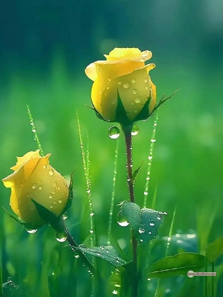 3300+ Beautiful Rose Flowers Image | Rose Flower HD Pic Download | 318 beautiful yellow roses -(20)