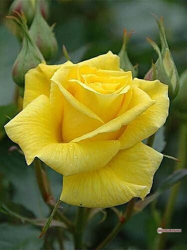 3300+ Beautiful Rose Flowers Image | Rose Flower HD Pic Download | 417 beautiful yellow roses -(23)