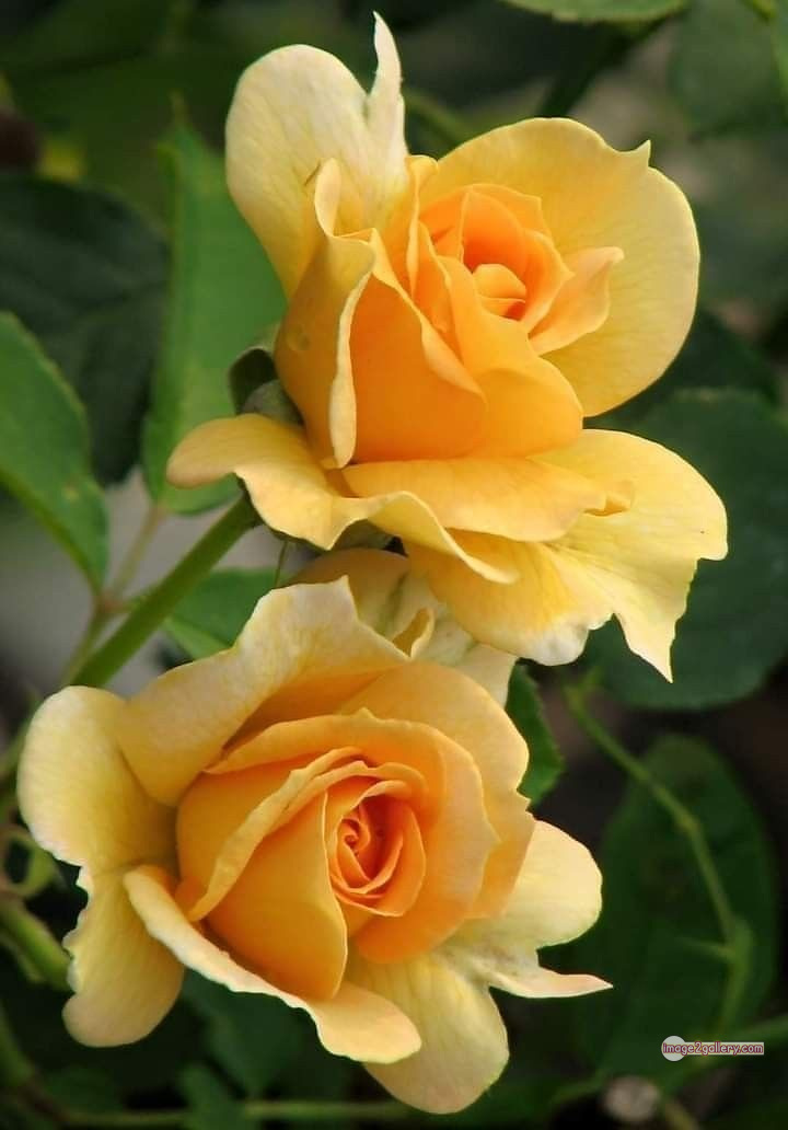 3300+ Beautiful Rose Flowers Image | Rose Flower HD Pic Download | 2773 beautiful yellow roses -(3)