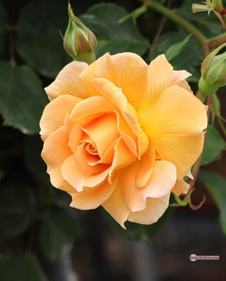 3300+ Beautiful Rose Flowers Image | Rose Flower HD Pic Download | 1345 beautiful yellow roses -(4)