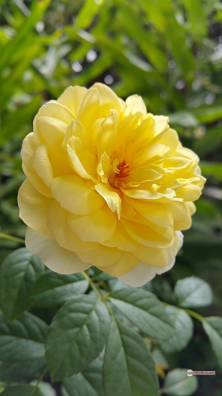 3300+ Beautiful Rose Flowers Image | Rose Flower HD Pic Download | 801 beautiful yellow roses -(5)