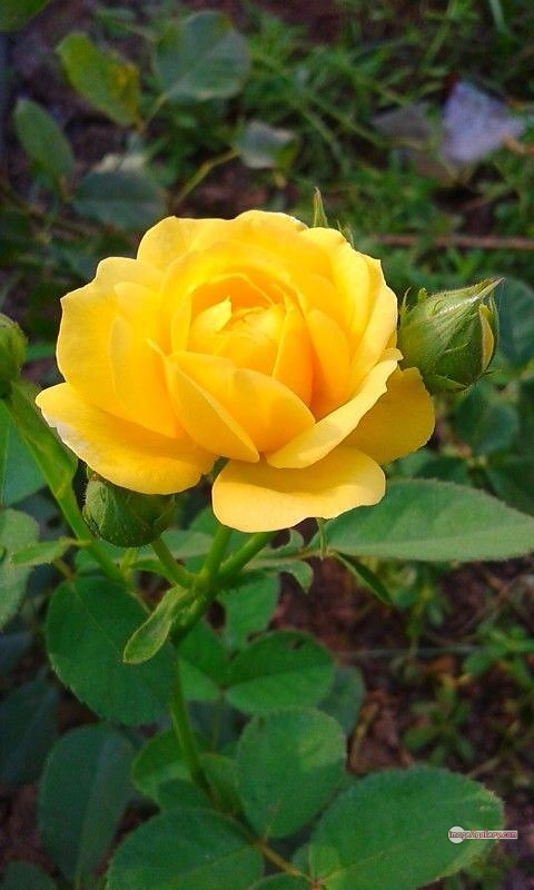 3300+ Beautiful Rose Flowers Image | Rose Flower HD Pic Download | 802 beautiful yellow roses -(6)