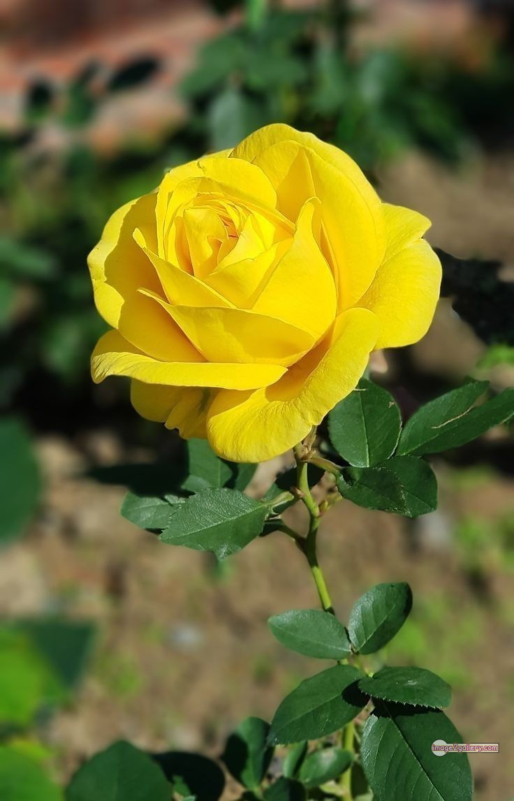 3300+ Beautiful Rose Flowers Image | Rose Flower HD Pic Download | 769 beautiful yellow roses -(7)