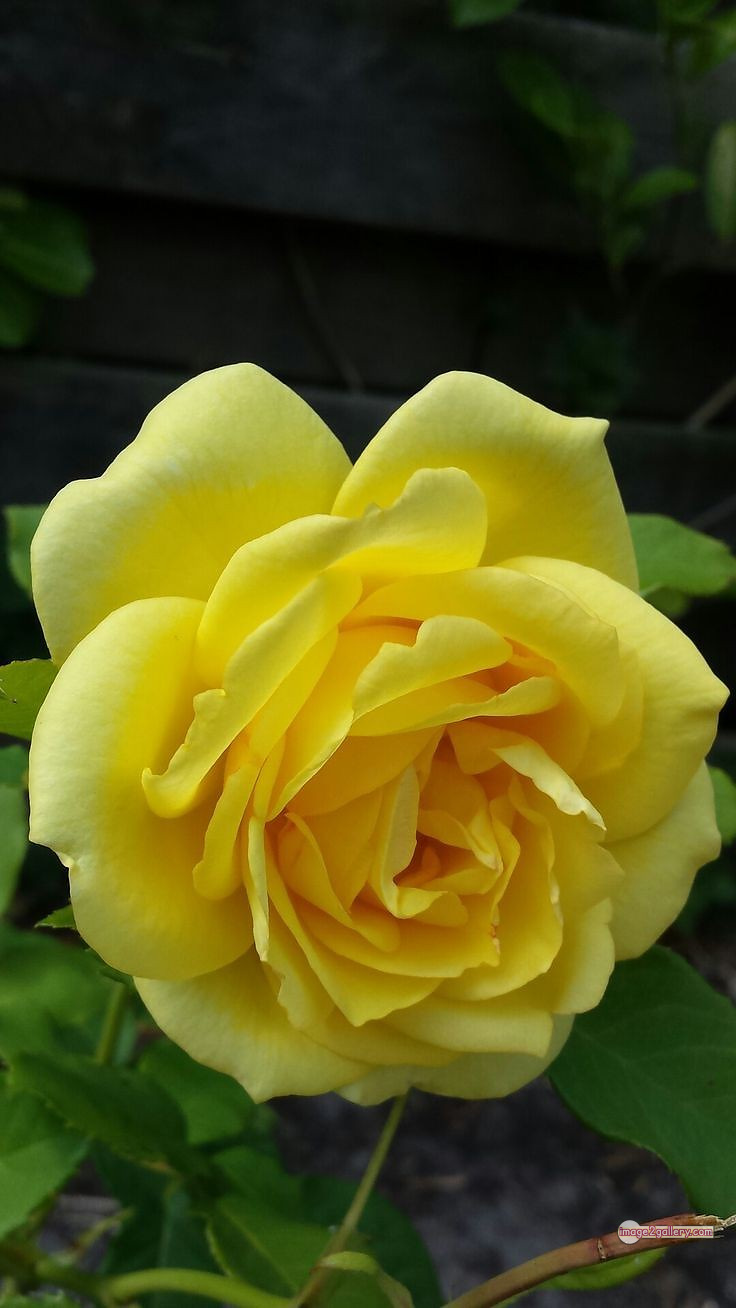 3300+ Beautiful Rose Flowers Image | Rose Flower HD Pic Download | 1606 beautiful yellow roses -(8)