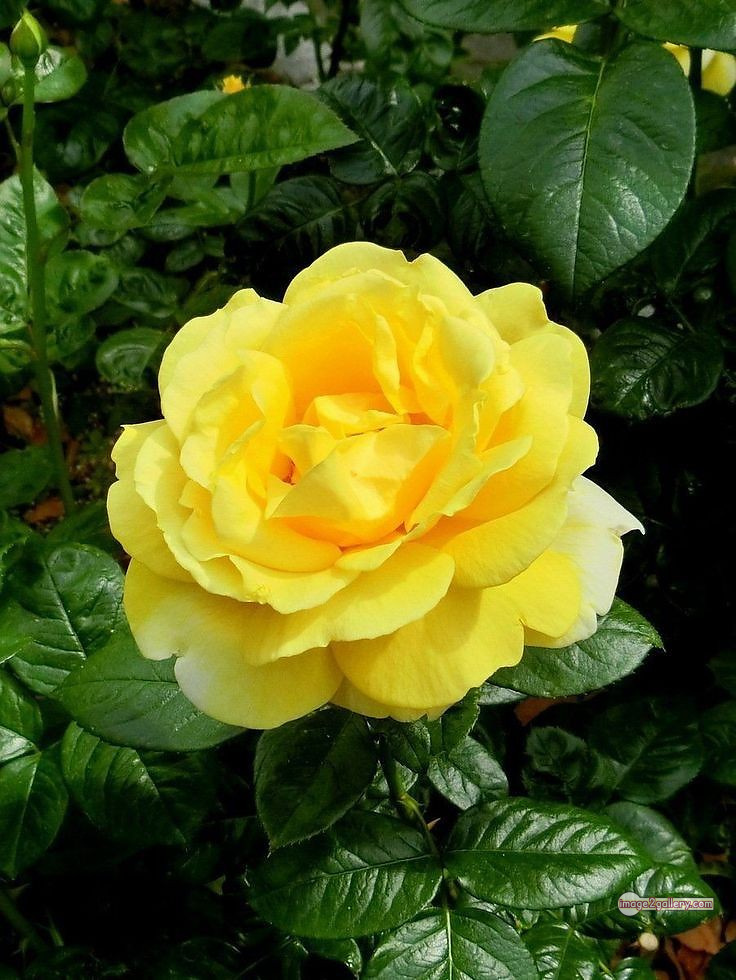 3300+ Beautiful Rose Flowers Image | Rose Flower HD Pic Download | 1316 beautiful yellow roses -(9)