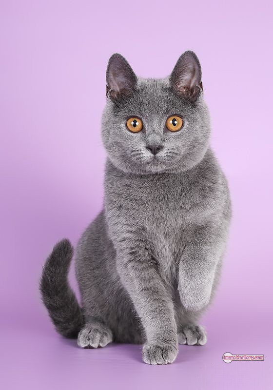 800+ Cute Cate Photos Download | Beautiful Cute Cat Images | 711 best cat images -(1)