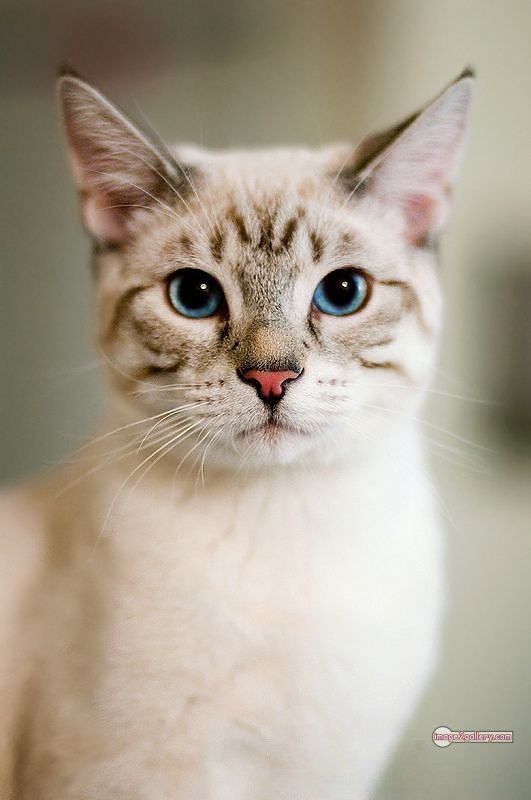 800+ Cute Cate Photos Download | Beautiful Cute Cat Images | 708 best cat images -(10)