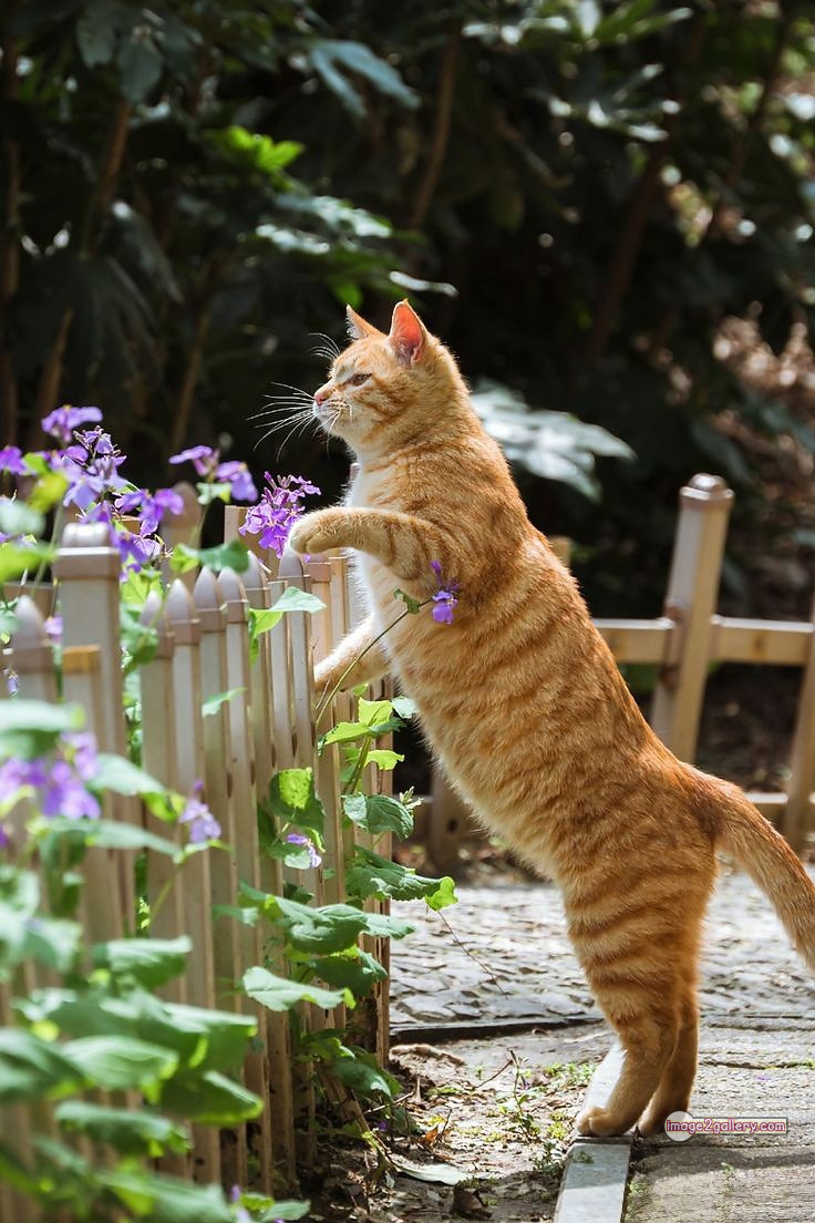 800+ Cute Cate Photos Download | Beautiful Cute Cat Images | 710 best cat images -(11)
