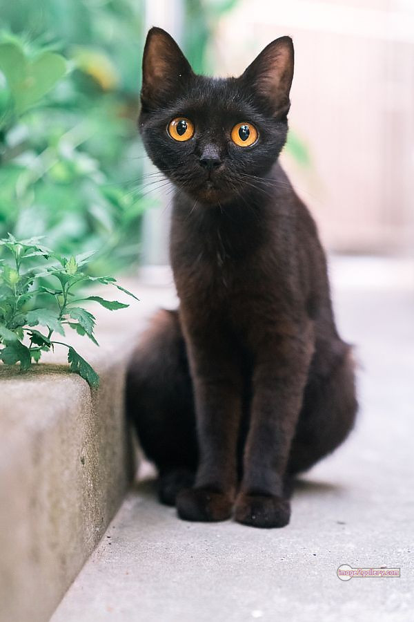 800+ Cute Cate Photos Download | Beautiful Cute Cat Images | 703 best cat images -(15)