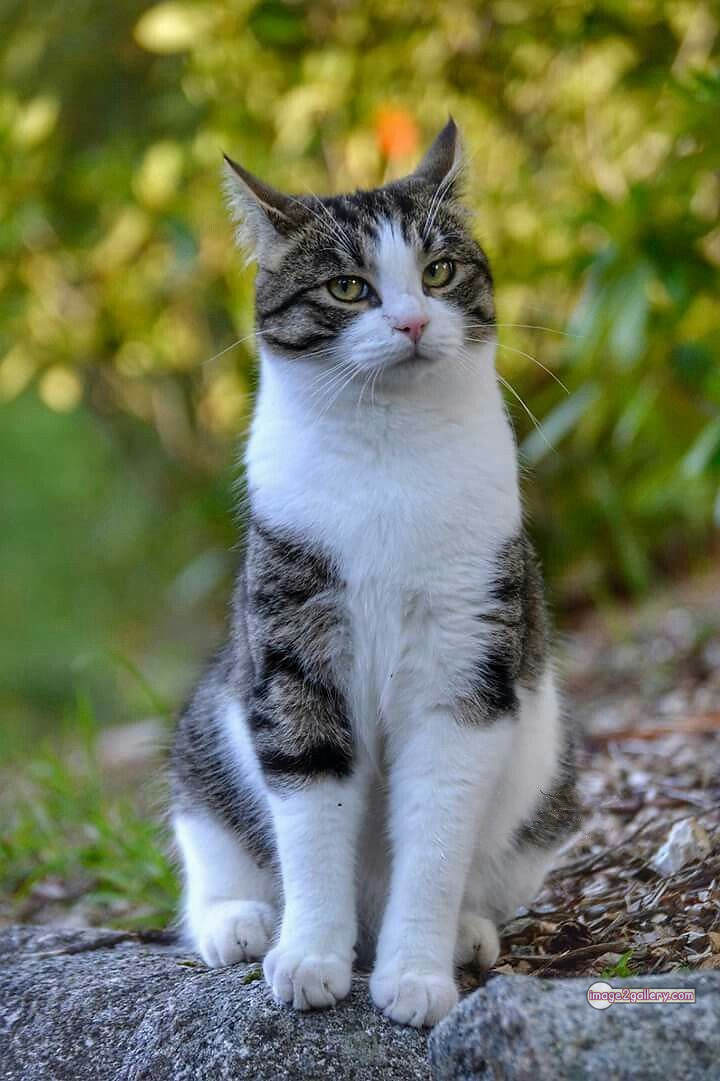 800+ Cute Cate Photos Download | Beautiful Cute Cat Images | 687 best cat images -(2)