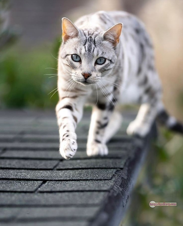 800+ Cute Cate Photos Download | Beautiful Cute Cat Images | 699 best cat images -(3)