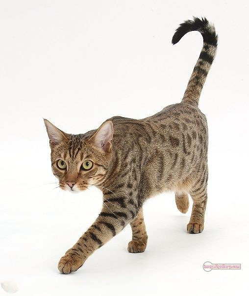 800+ Cute Cate Photos Download | Beautiful Cute Cat Images | 705 best cat images -(4)