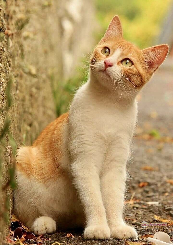 800+ Cute Cate Photos Download | Beautiful Cute Cat Images | 697 best cat images -(5)