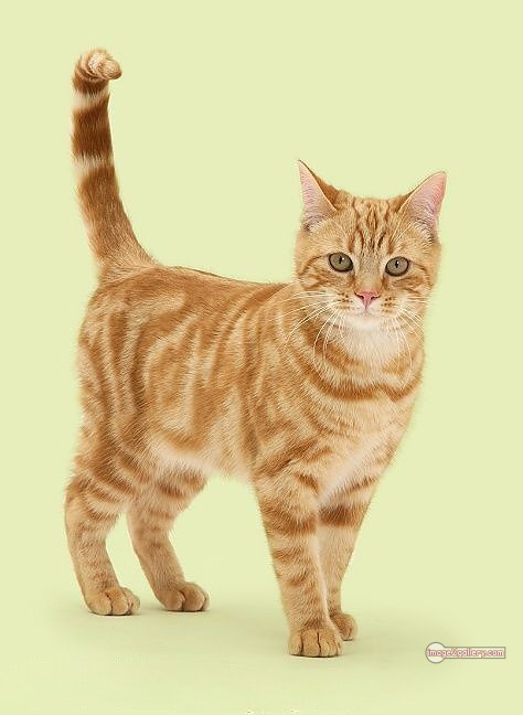 800+ Cute Cate Photos Download | Beautiful Cute Cat Images | 698 best cat images -(6)