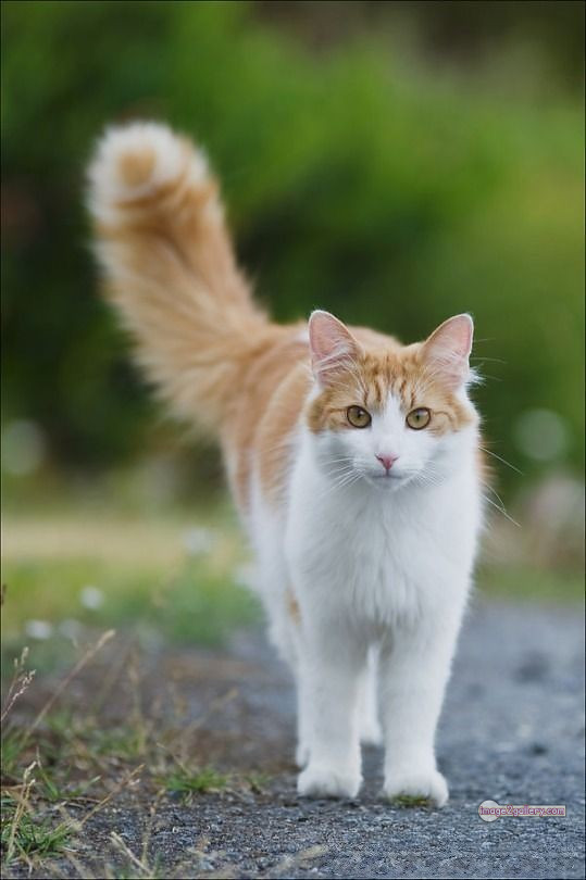 800+ Cute Cate Photos Download | Beautiful Cute Cat Images | 704 best cat images -(7)