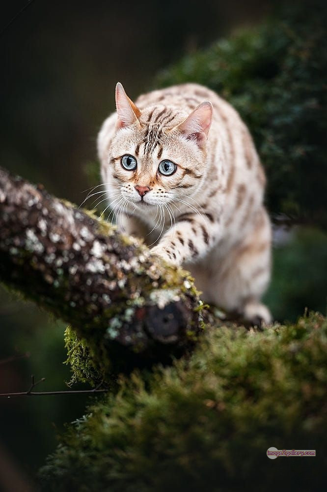 800+ Cute Cate Photos Download | Beautiful Cute Cat Images | 723 best cat images hd -(1)