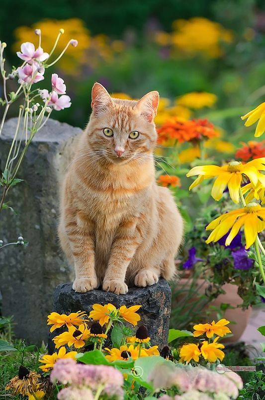 800+ Cute Cate Photos Download | Beautiful Cute Cat Images | 733 best cat images hd -(11)