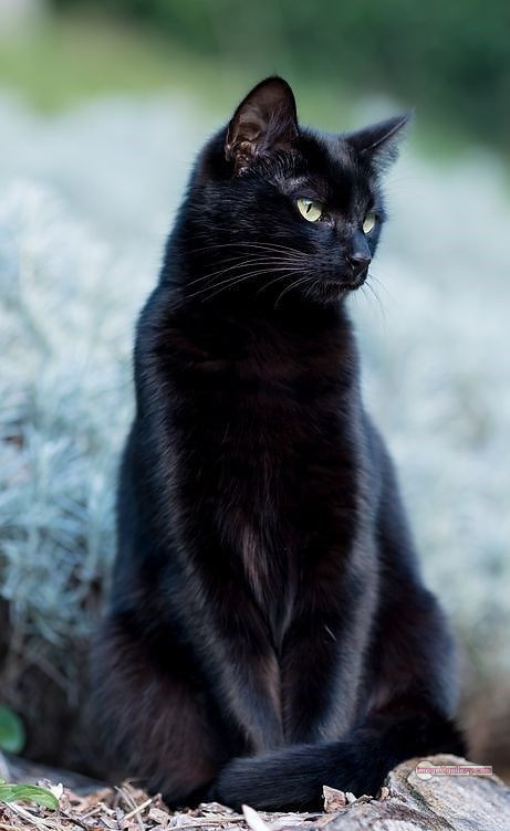 800+ Cute Cate Photos Download | Beautiful Cute Cat Images | 809 best cat images hd -(14)