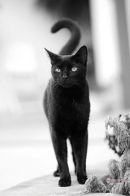 800+ Cute Cate Photos Download | Beautiful Cute Cat Images | 732 best cat images hd -(15)
