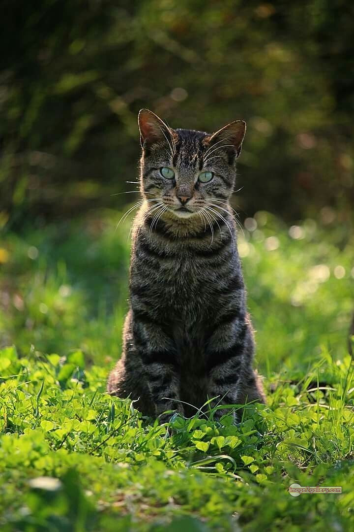 800+ Cute Cate Photos Download | Beautiful Cute Cat Images | 725 best cat images hd -(2)