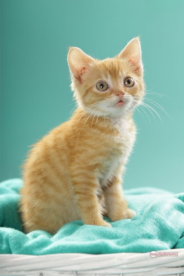 800+ Cute Cate Photos Download | Beautiful Cute Cat Images | 736 best cat images hd -(22)