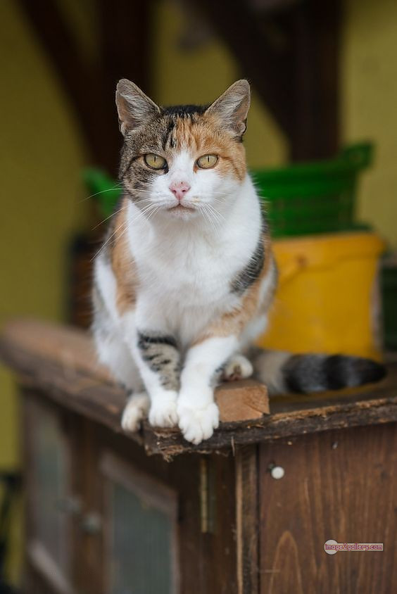 800+ Cute Cate Photos Download | Beautiful Cute Cat Images | 730 best cat images hd -(25)
