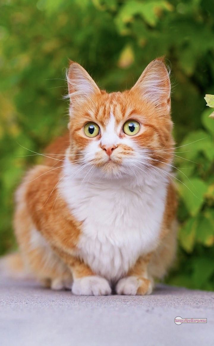 800+ Cute Cate Photos Download | Beautiful Cute Cat Images | 727 best cat images hd -(26)