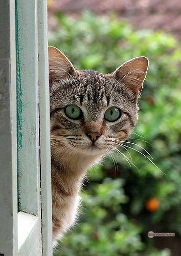 800+ Cute Cate Photos Download | Beautiful Cute Cat Images | 799 best cat images hd -(29)