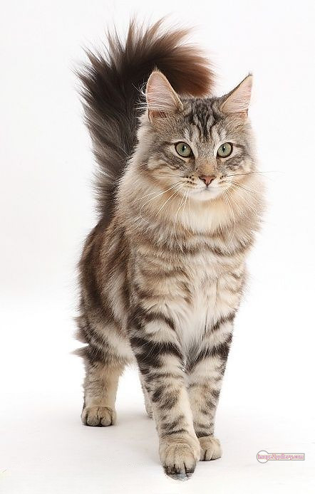 800+ Cute Cate Photos Download | Beautiful Cute Cat Images | 806 best cat images hd -(3)