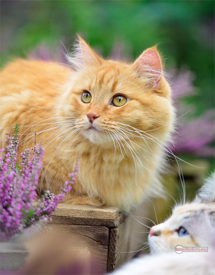 800+ Cute Cate Photos Download | Beautiful Cute Cat Images | 726 best cat images hd -(5)