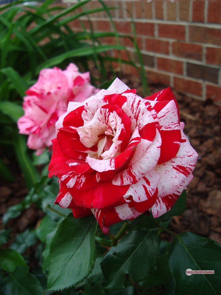 3300+ Beautiful Rose Flowers Image | Rose Flower HD Pic Download | 1300 best rose flower -