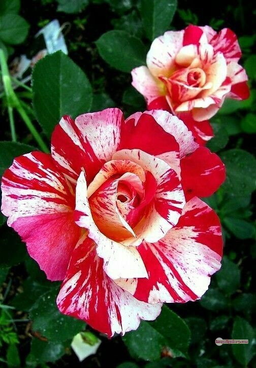 3300+ Beautiful Rose Flowers Image | Rose Flower HD Pic Download | 515 best rose flower -(1)