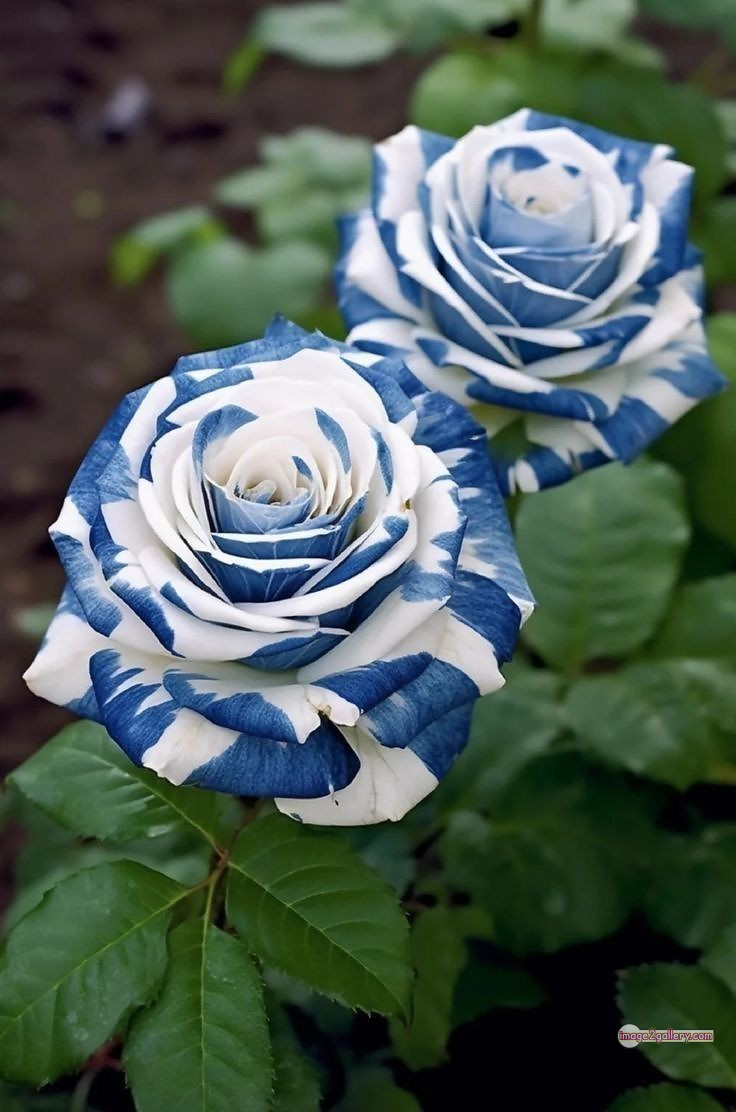 3300+ Beautiful Rose Flowers Image | Rose Flower HD Pic Download | 469 best rose flower -(10)